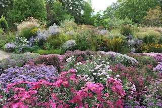 The Picton Garden by The Old Court Nurseries, home to the National Plant Collection of Michaelmas Daisies (Symphyotrichum, Aster)