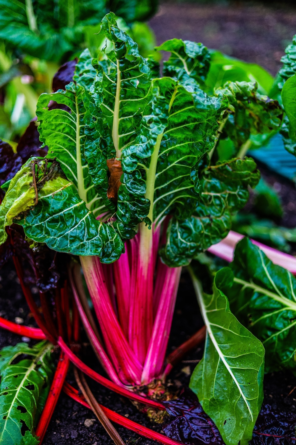 swiss chard growing in a kitchen garden 