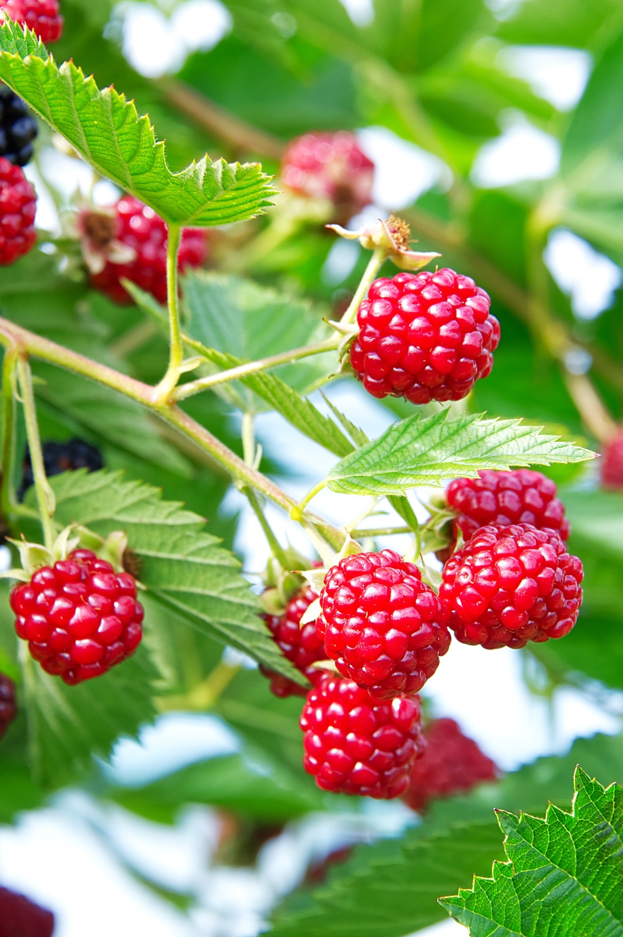 Many fresh riped red rasberries on the plant in the summer