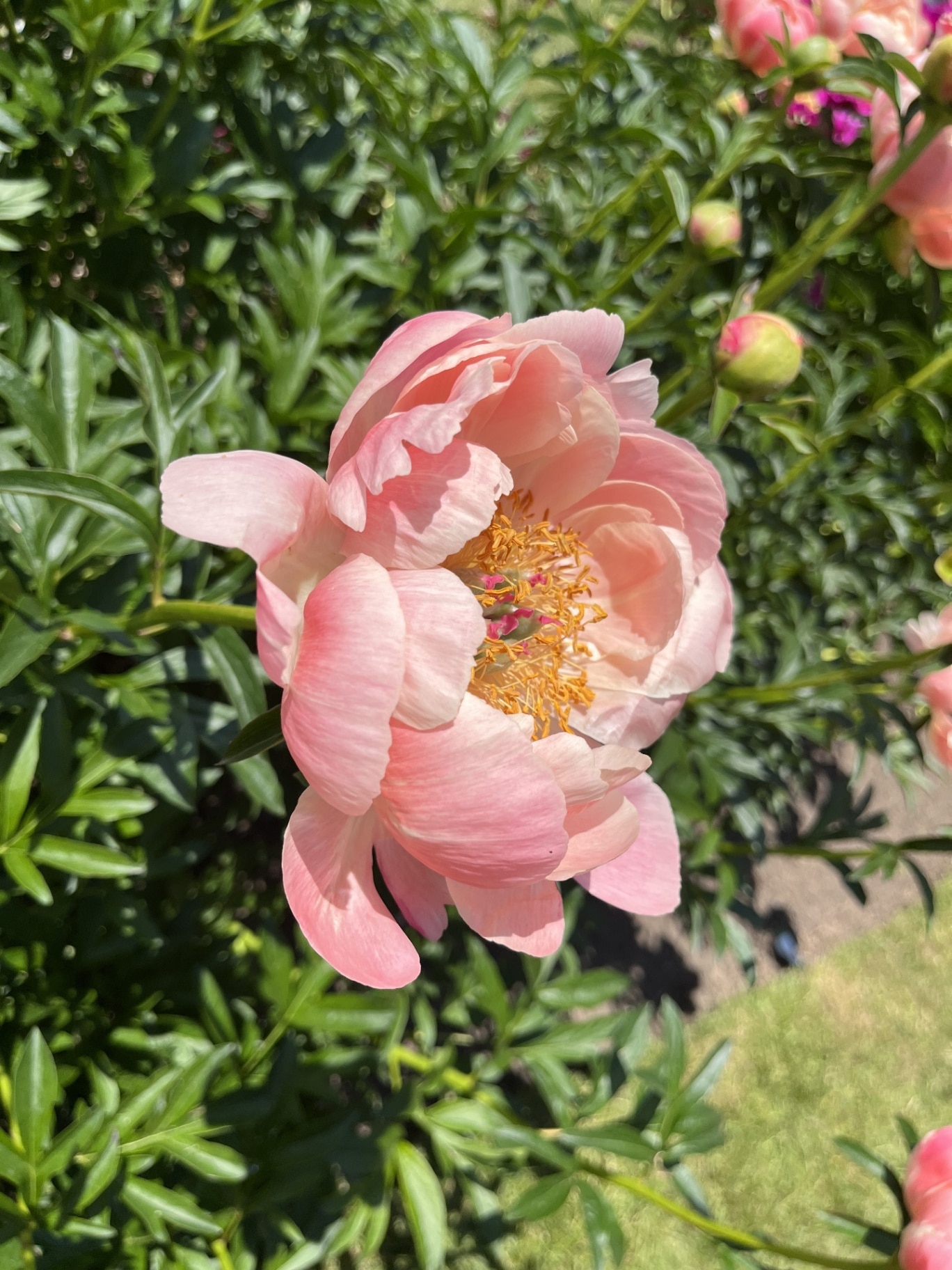 Peony blossom in the sun