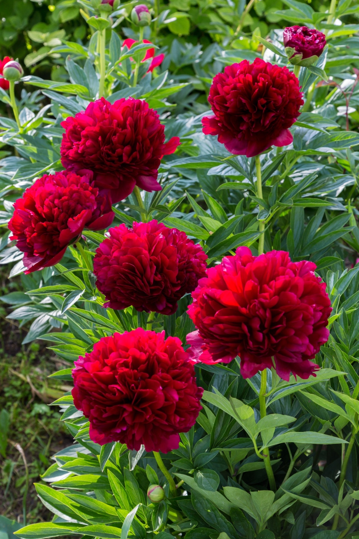 Red Peony albiflora. Paeonia officinalis Command Performance in the garden