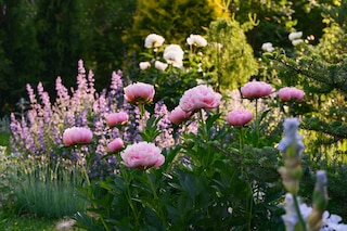 perennial flowers in summer - catmint (nepeta) and peony blooming together
