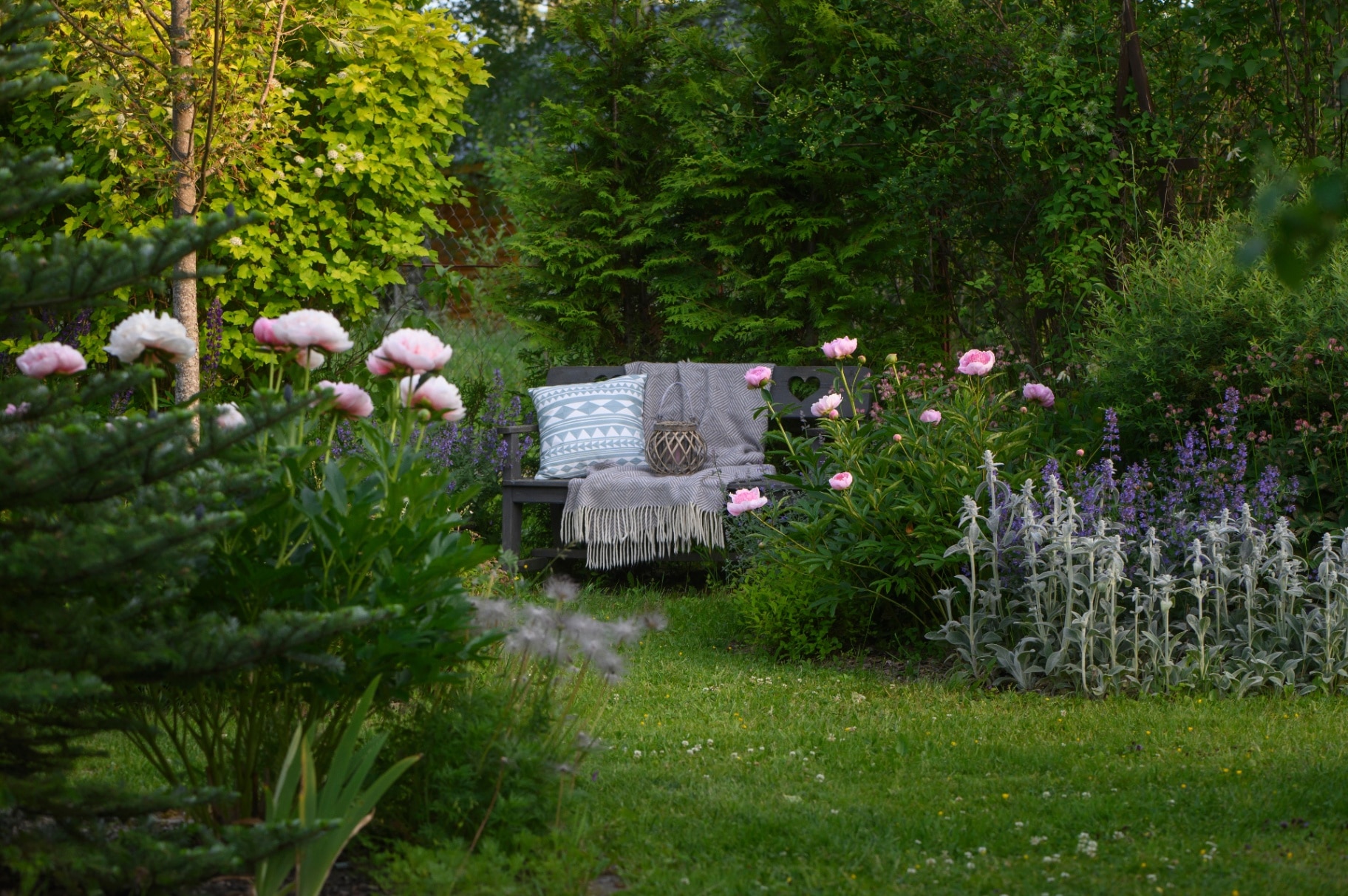 ornamental cottage garden view in summer. Blooming peonies and stachys, relax area with wooden bench, decorated with pillows and lantern