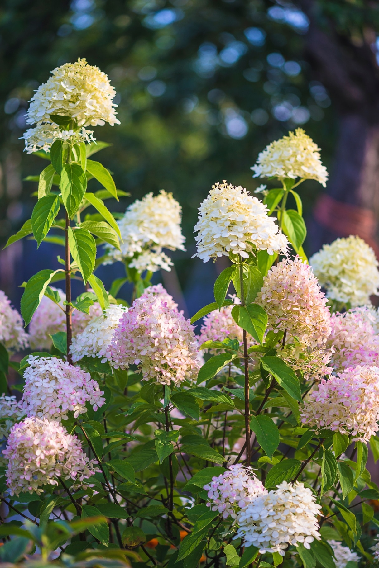 Beautiful pink hydrangea paniculata or panicled in a summer garden