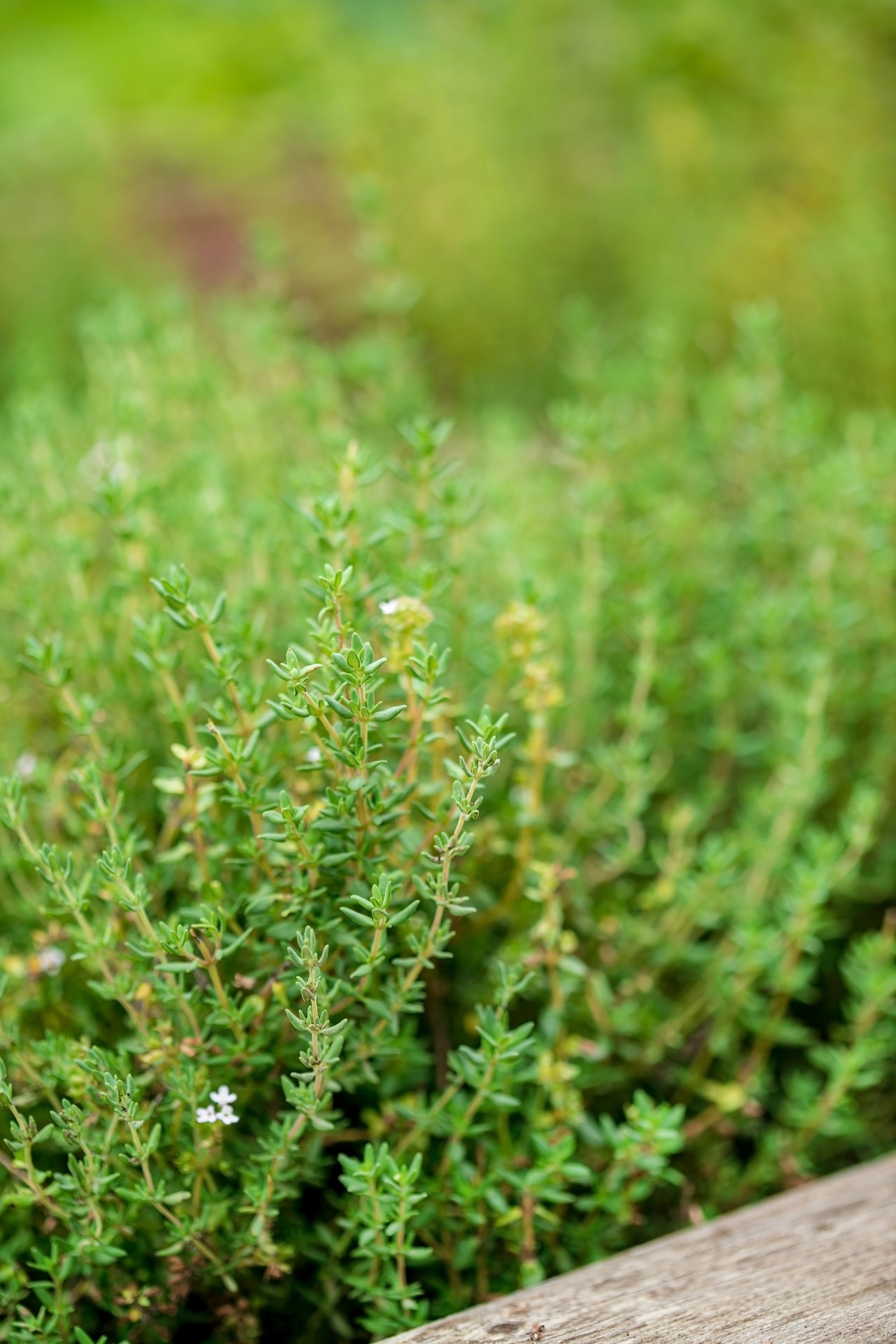 organic thyme in the garden