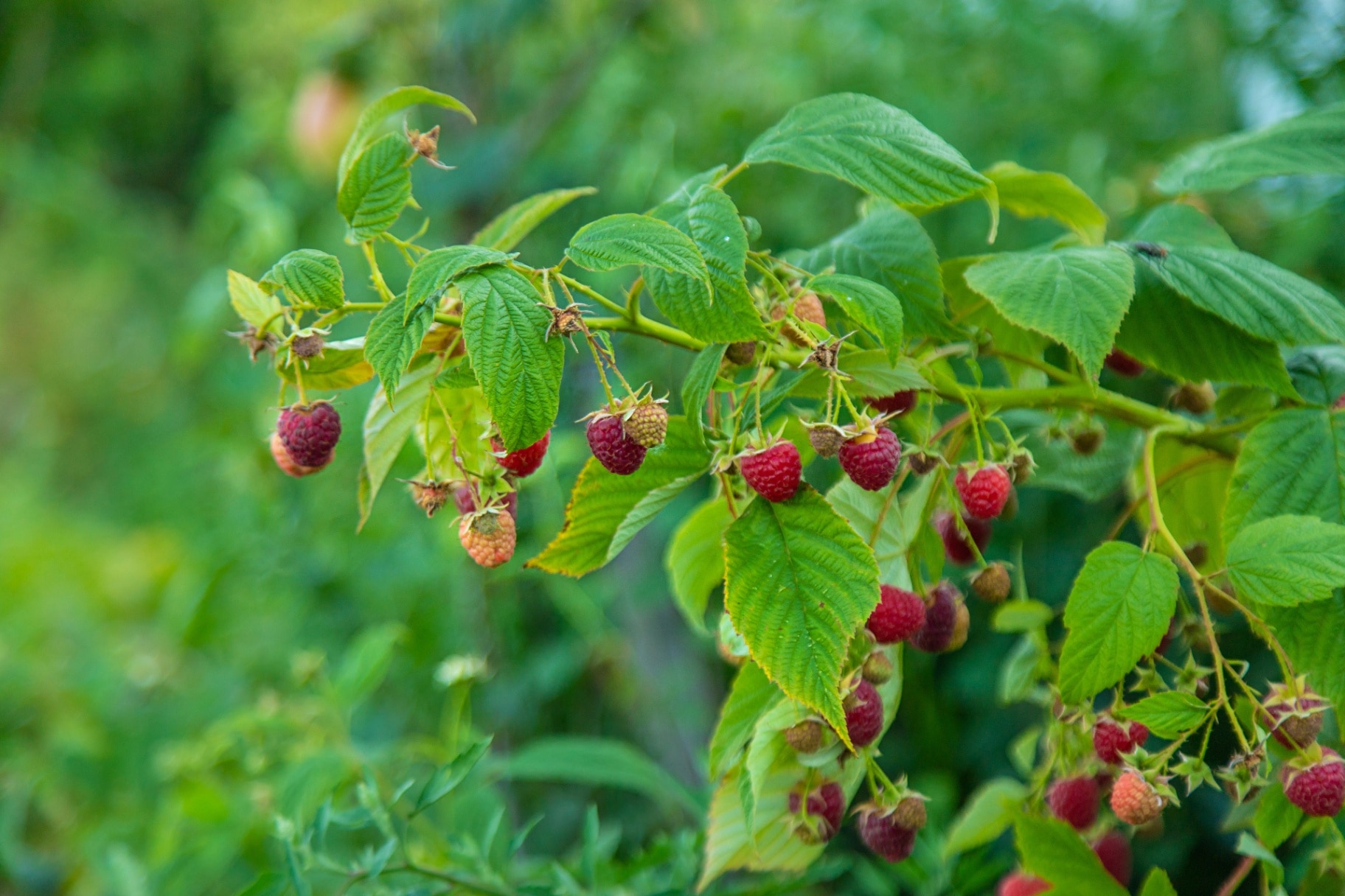 Ripe raspberries in the garden