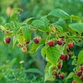Ripe raspberries in the garden