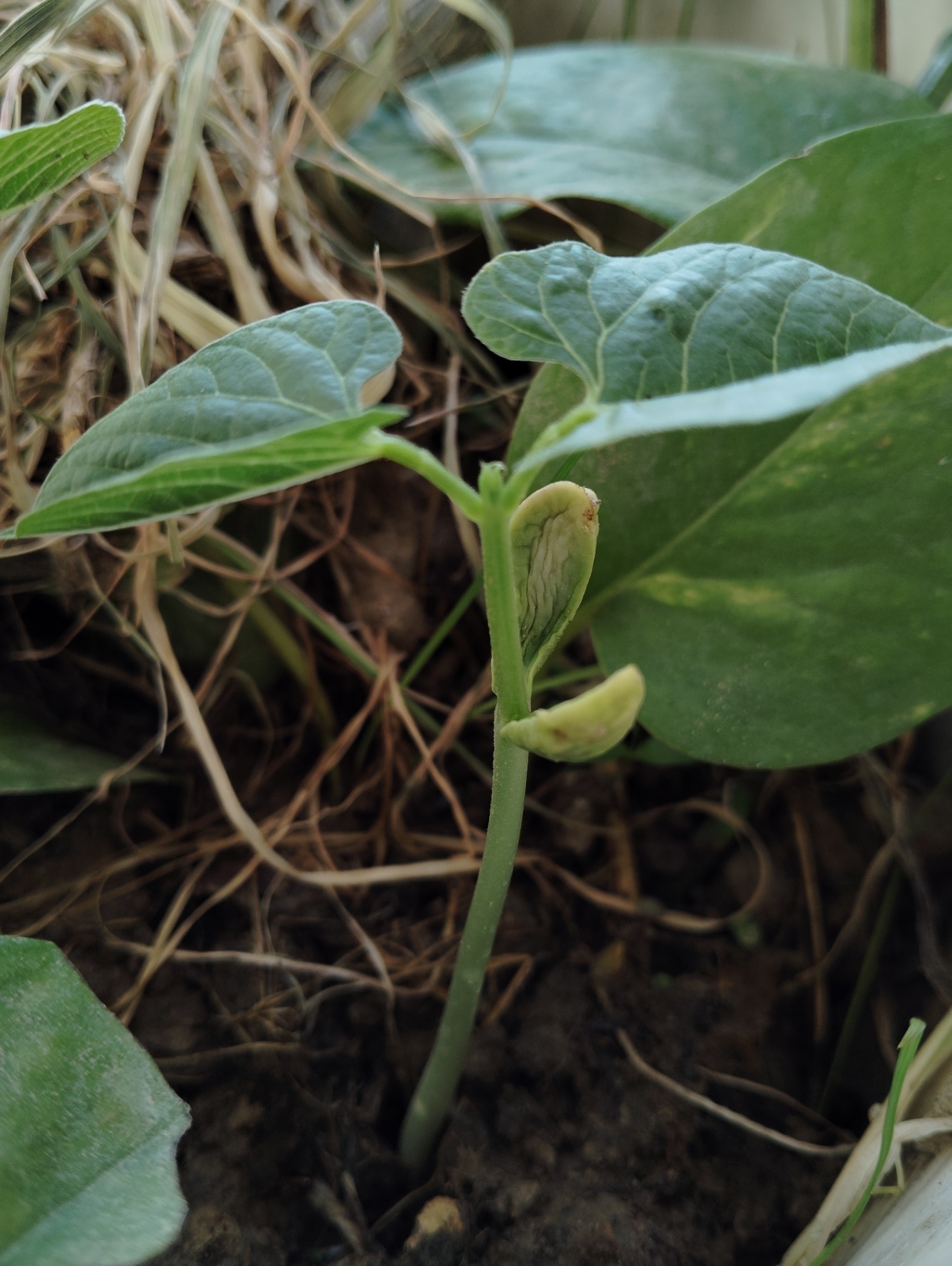 Runner beans are tender plants that won't survive frost, so for an early crop sow seeds indoors in late spring.