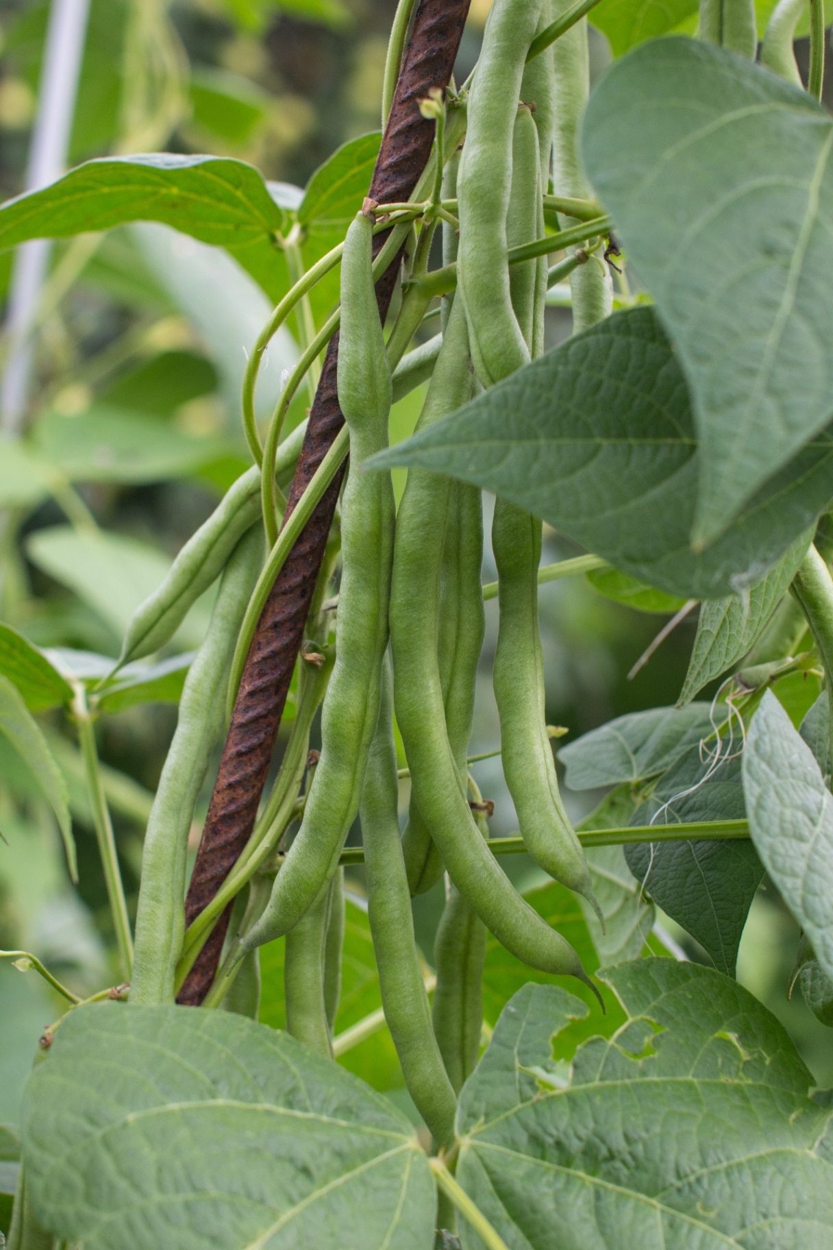 a growing string bean on a branch in the garden. Gardening