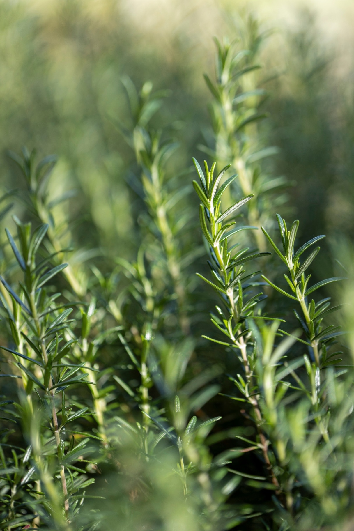 Fresh Rosemary Herb grow outdoor