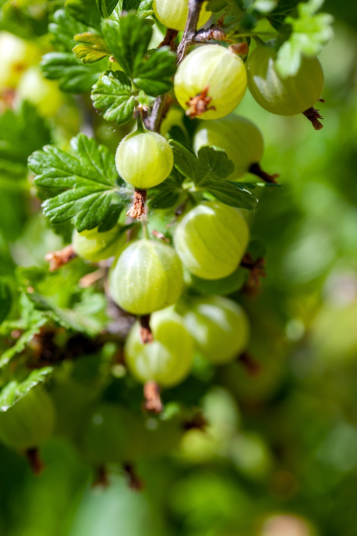 Fresh green gooseberries on a branch 
