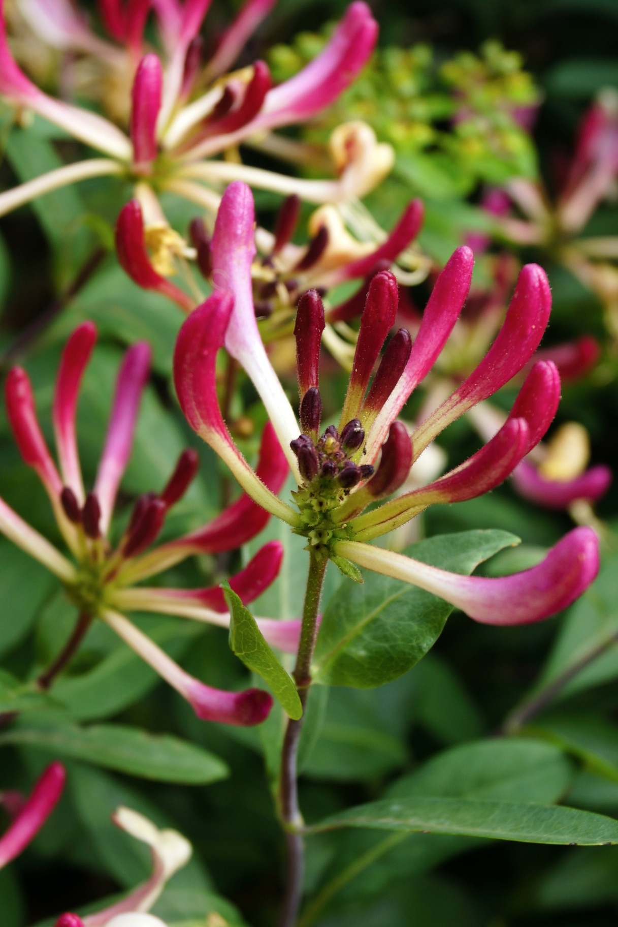 Closeup of the flower buds of late Dutch honeysuckle (Lonicera periclymenum var. serotina or 'Serotina')