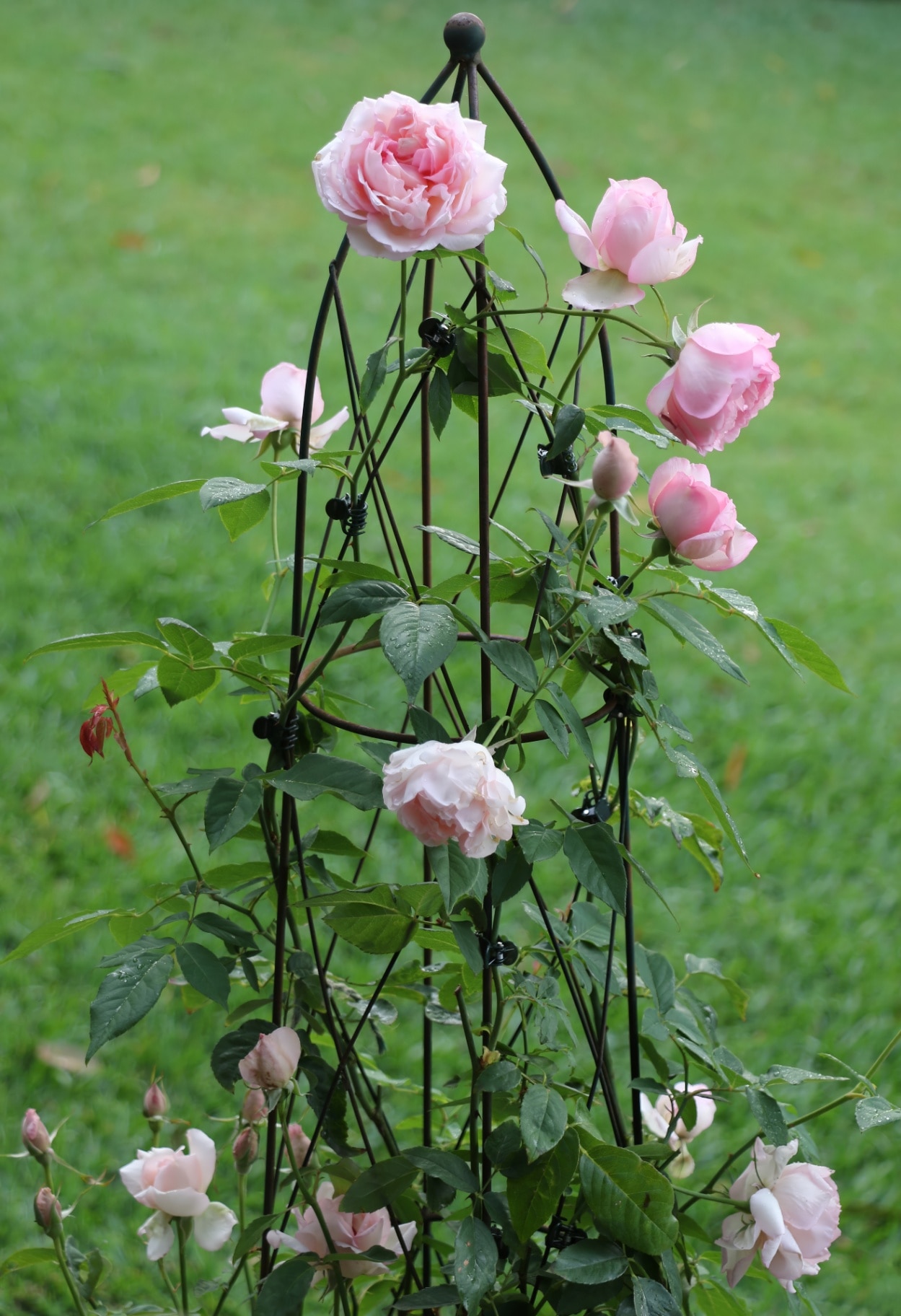 Rose 'Duchesse de Brabant' climbing on a metal garden obelisk. Duchesse de Brabant, Tea (H.B. Bernède, France 1857)