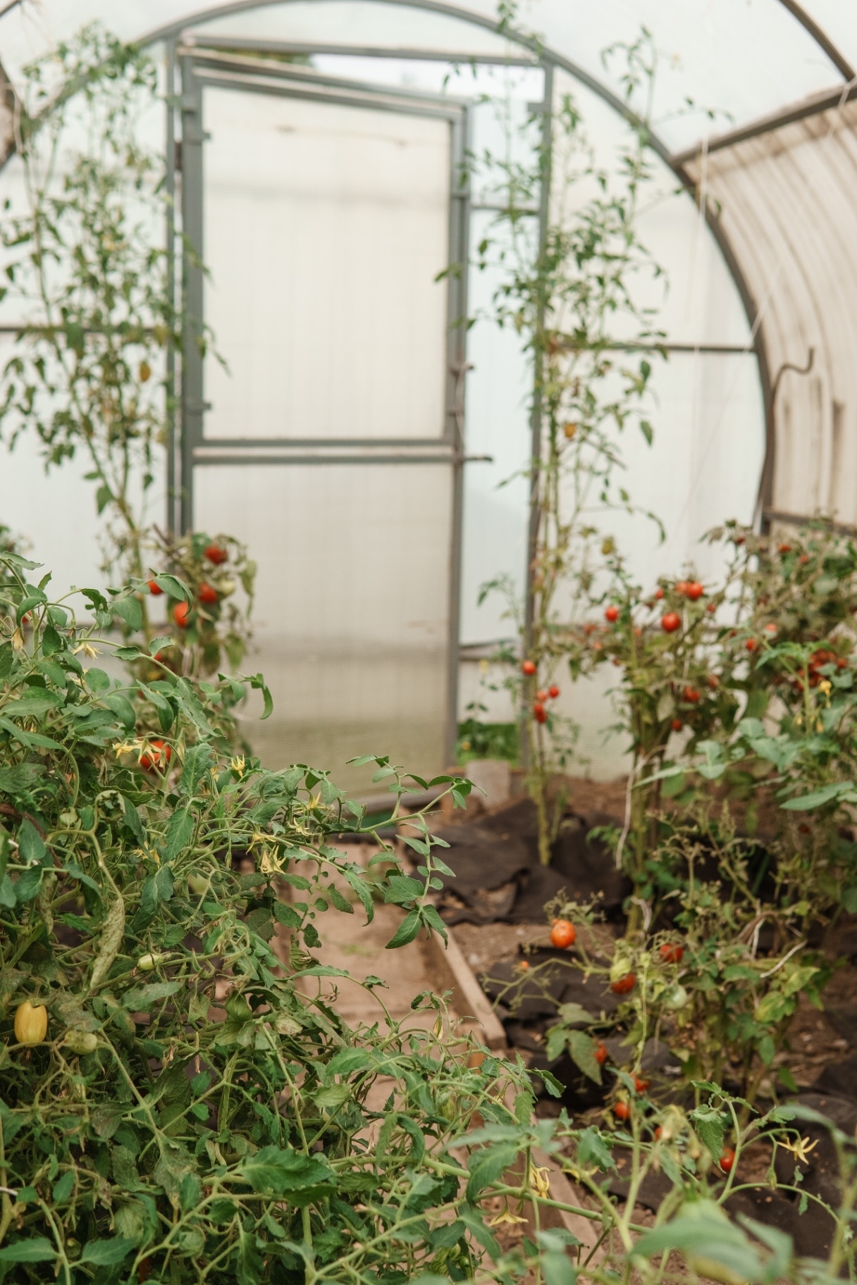 Tomatoes are hanging on a branch in the greenhouse. The concept of gardening and life in the country.