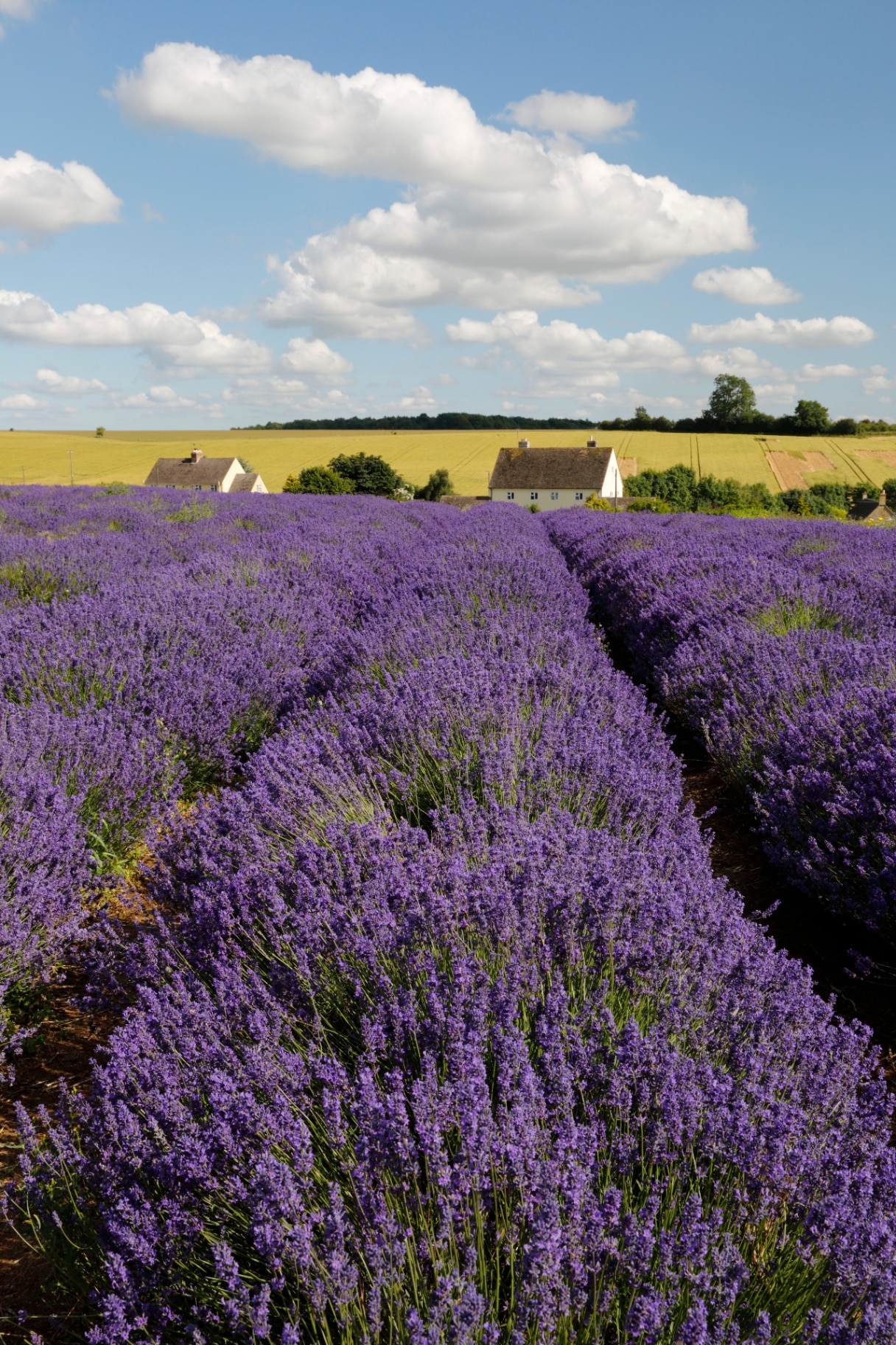 Cotswolds Lavender, Snowshill, Worcestershire