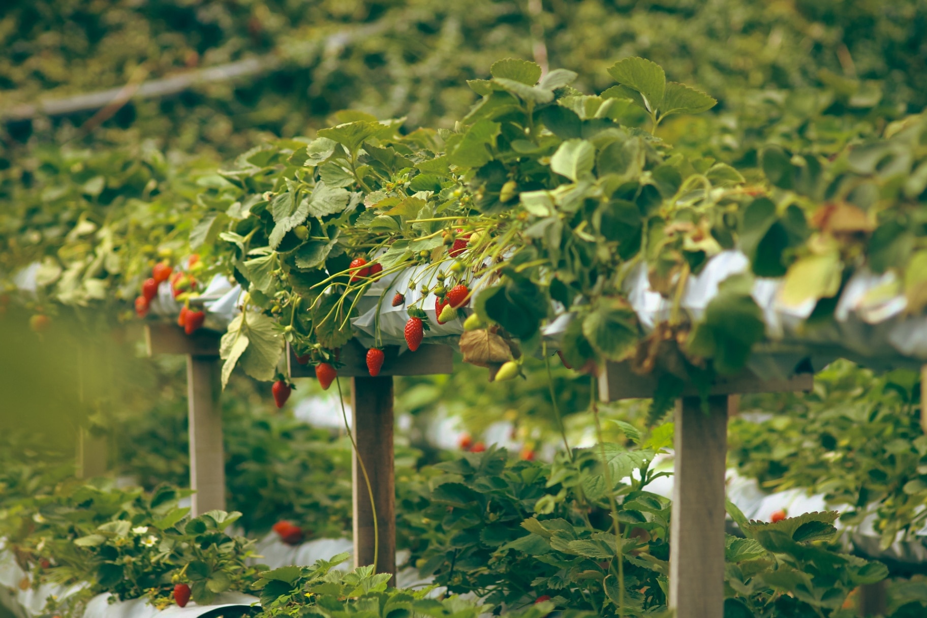 Lush green rows of strawberry plants cultivated in two-level elevated platform containers showing smart idea of organic eco-friendly urban gardening