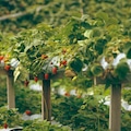 Lush green rows of strawberry plants cultivated in two-level elevated platform containers showing smart idea of organic eco-friendly urban gardening