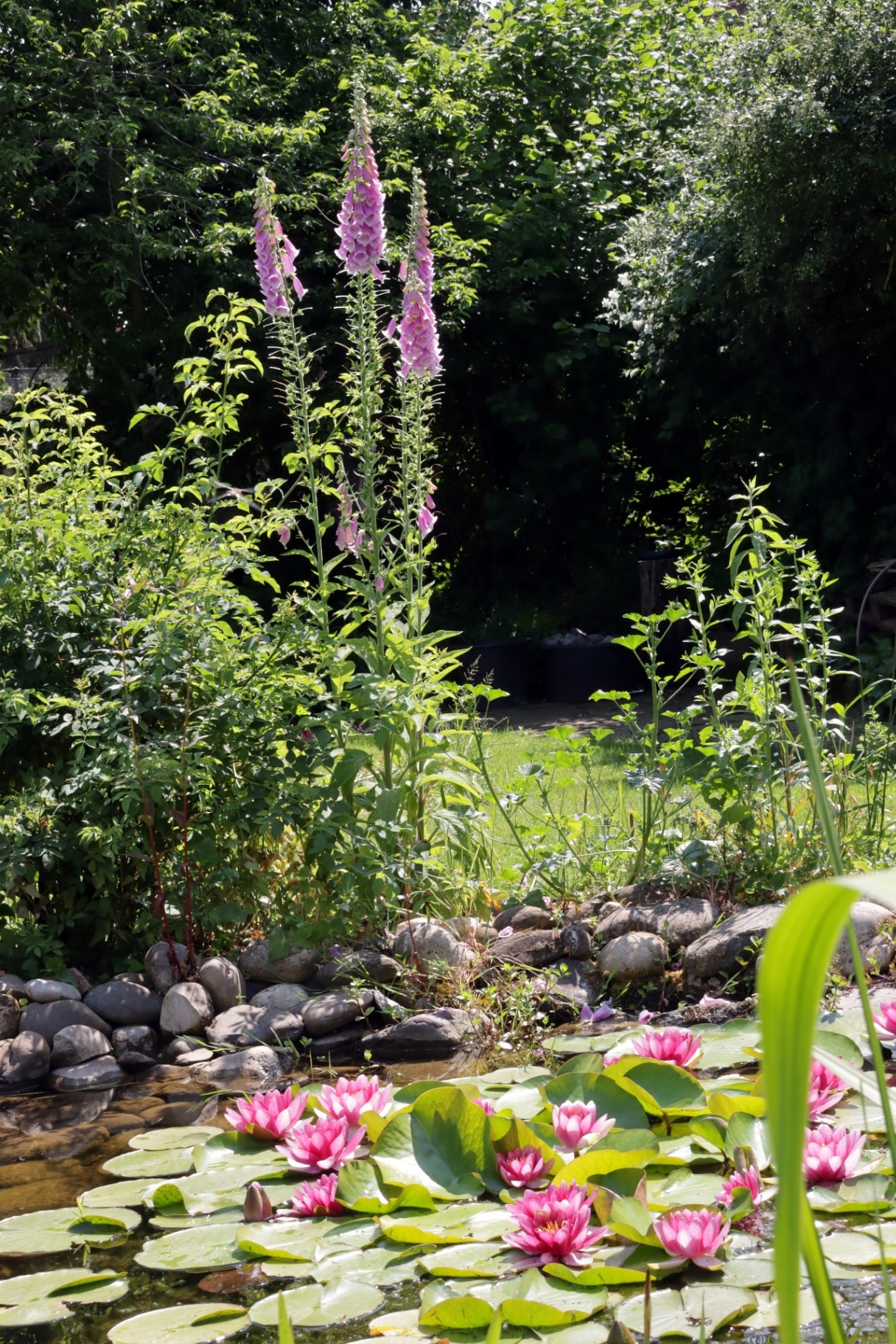 Red foxglove (Digitalis purpurea) by the garden pond