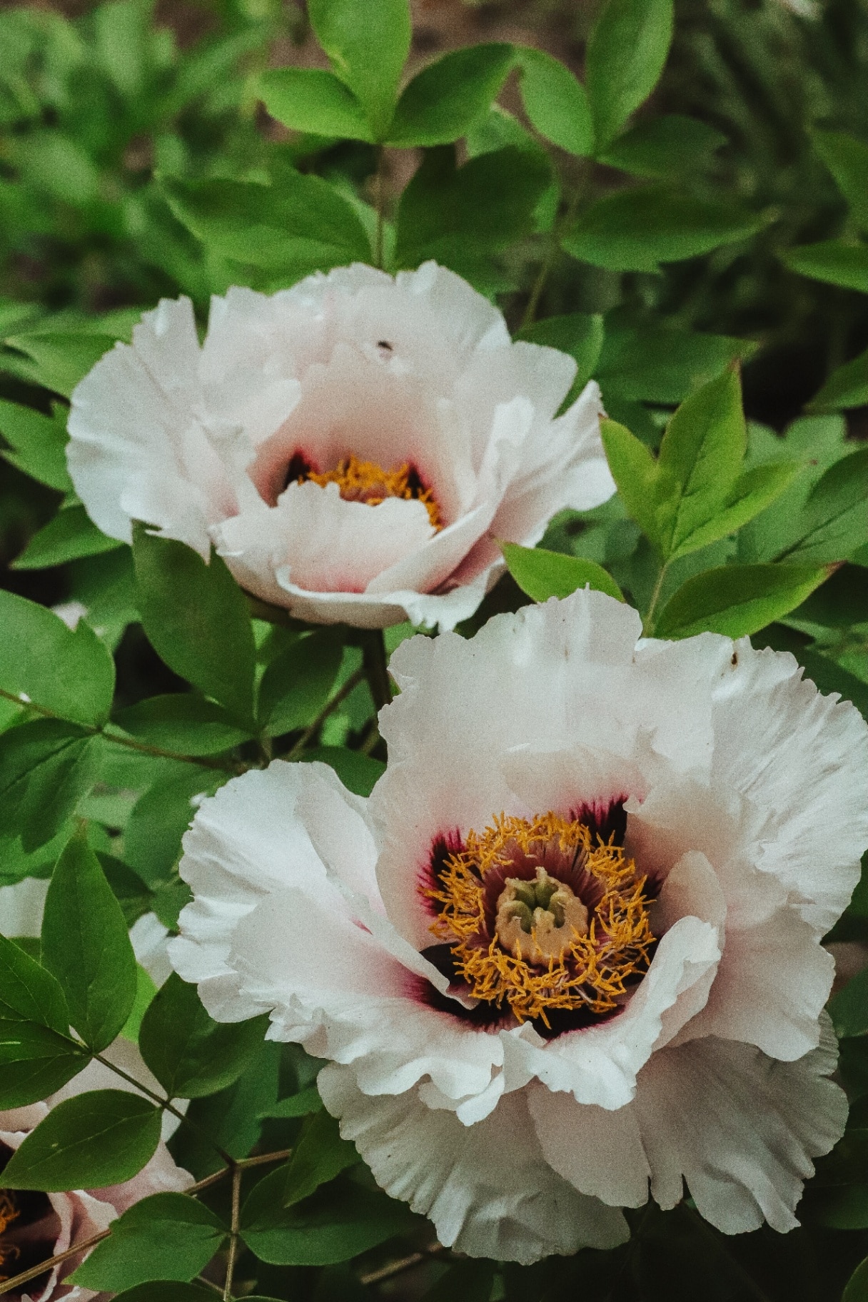 large white bush peony blooms in the garden in spring