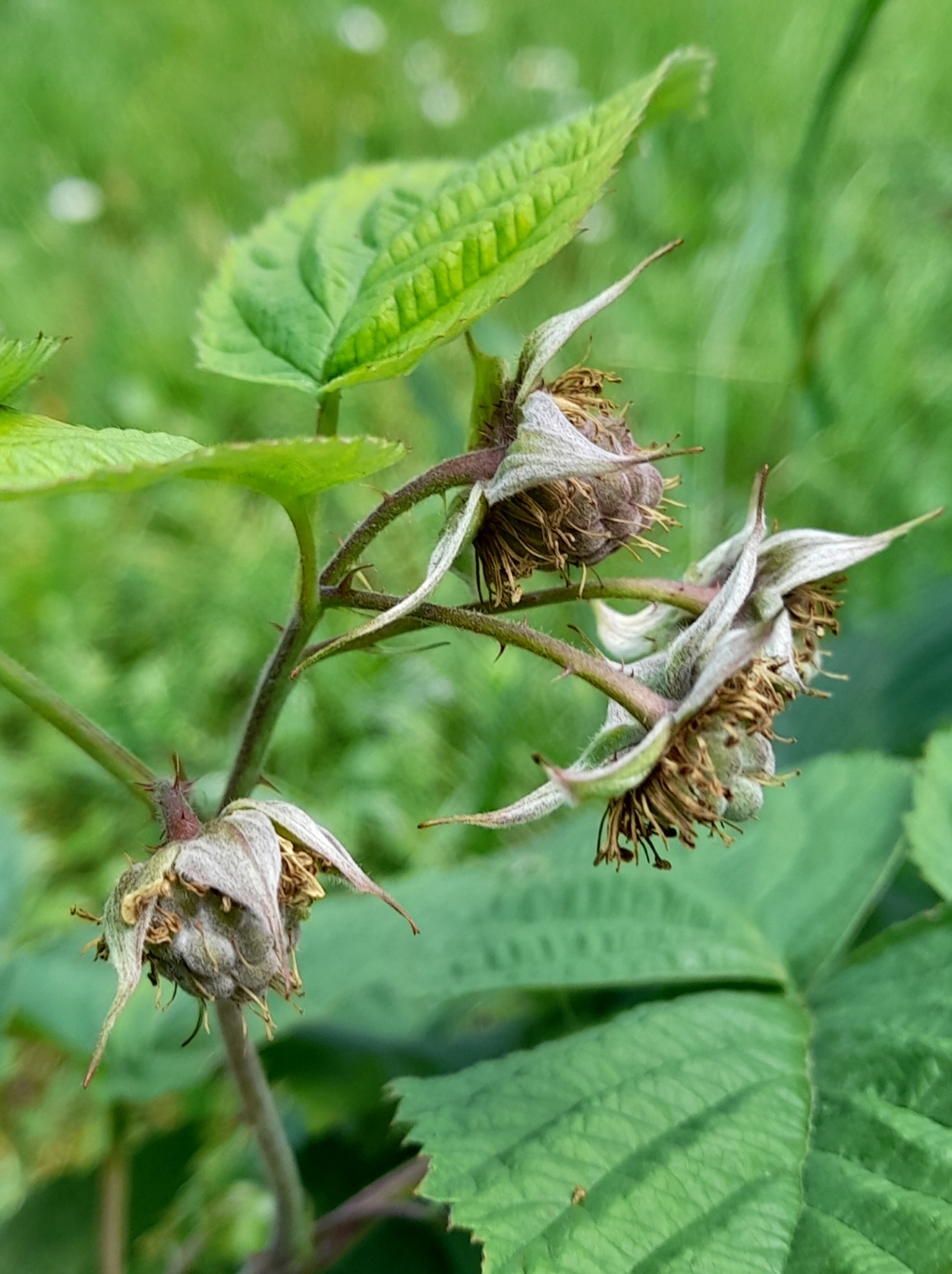Green raspberry in the garden.