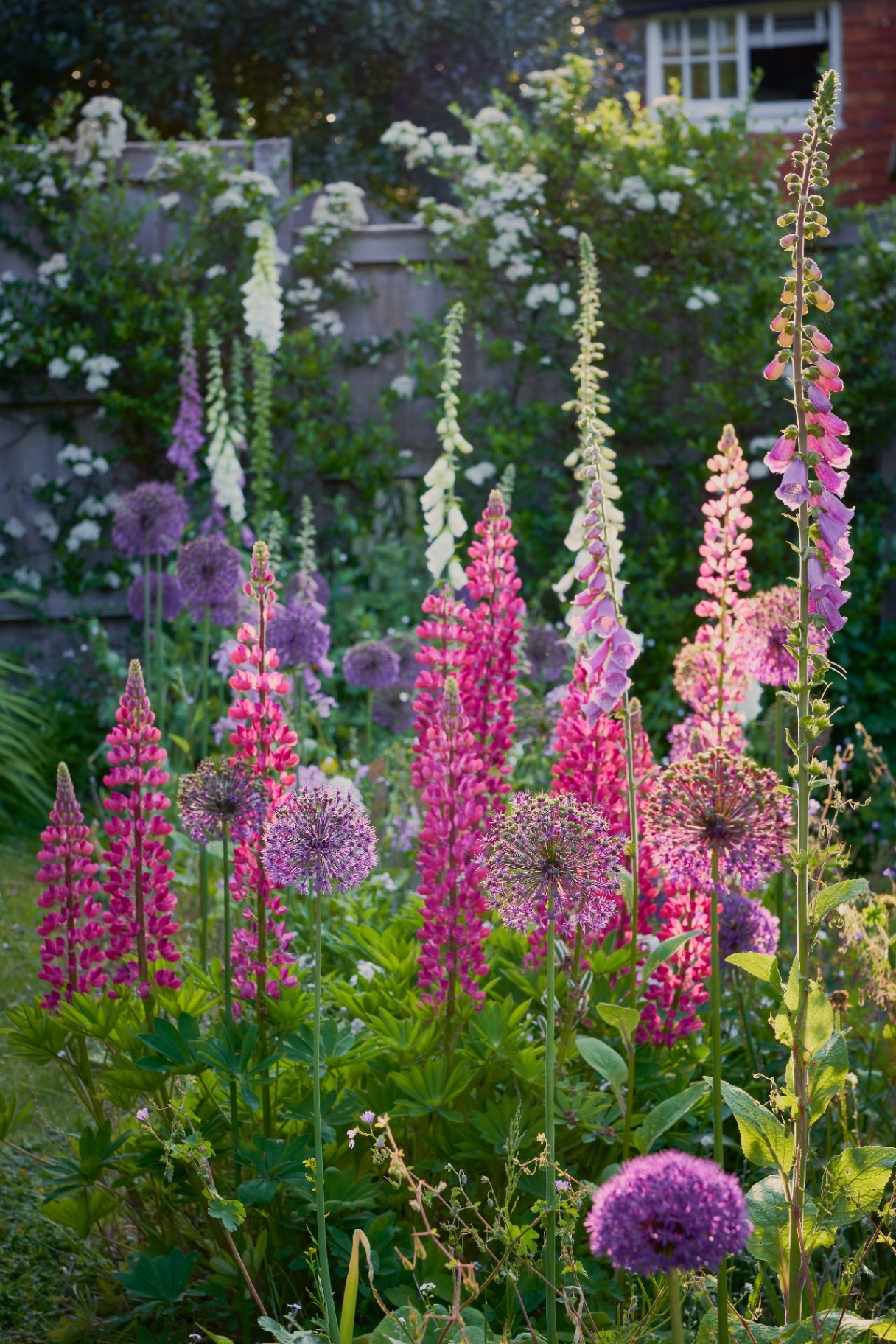 English Country Garden with cottage garden plants evening light