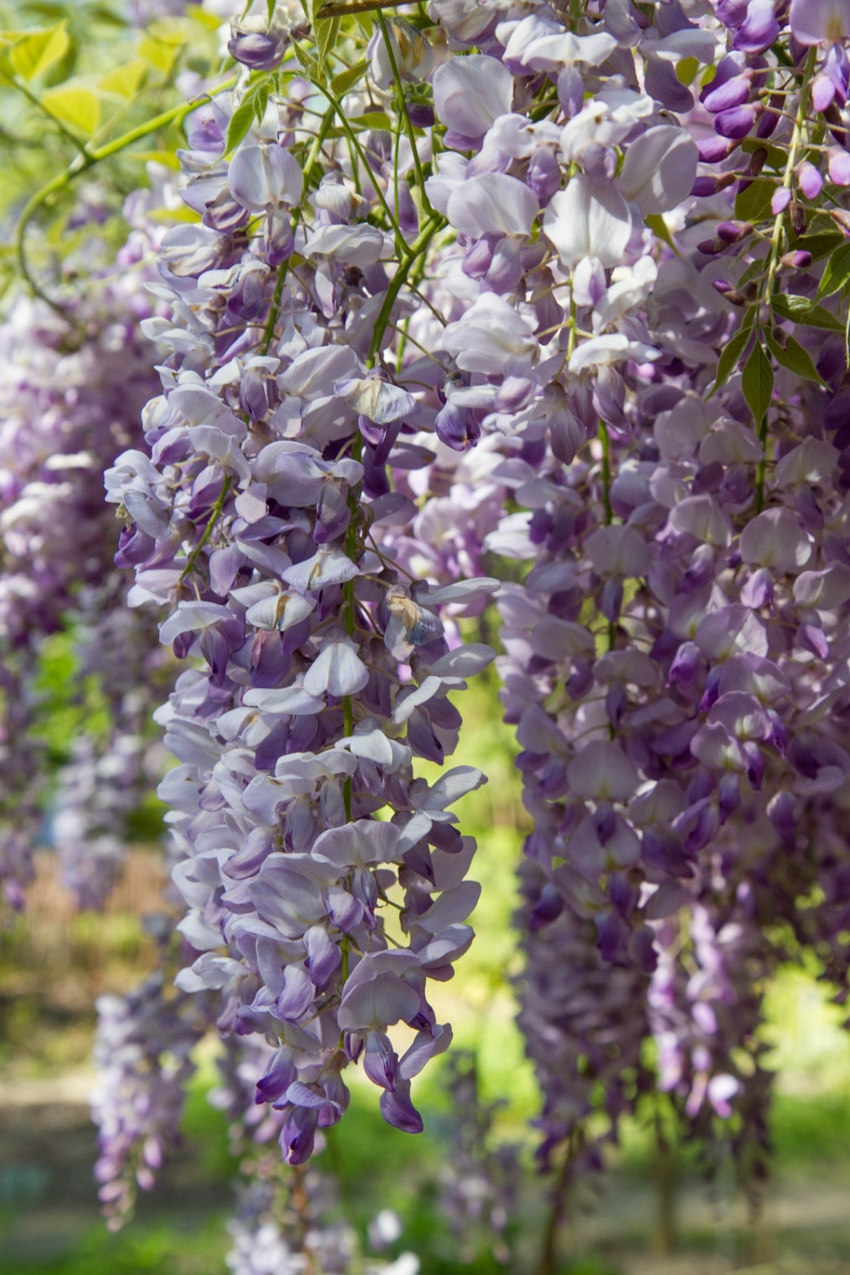 The Chinese wisteria (Wisteria sinensis) blooming in spring