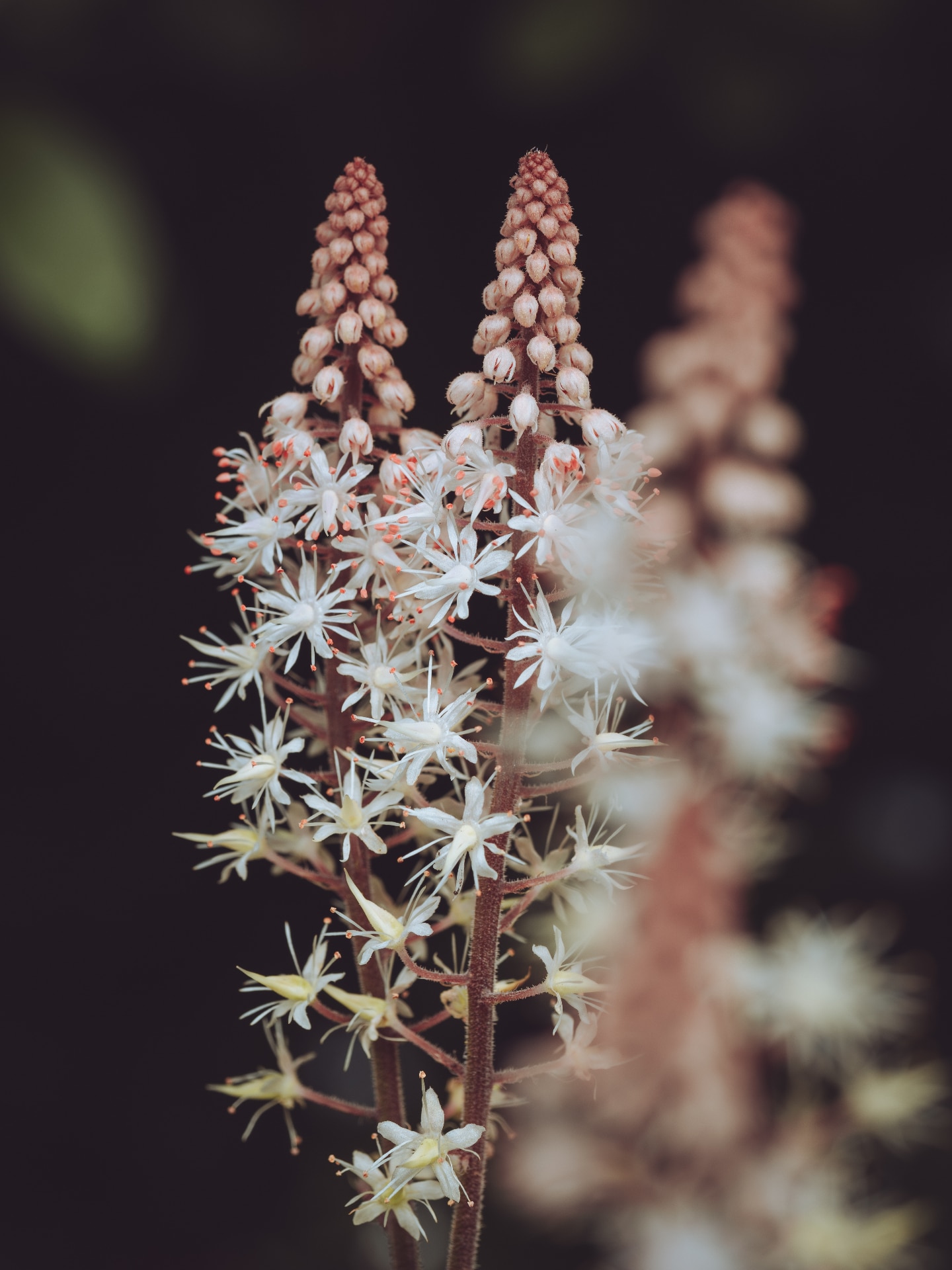 Tiarella Pink Skyrocket flowers coming into bloom