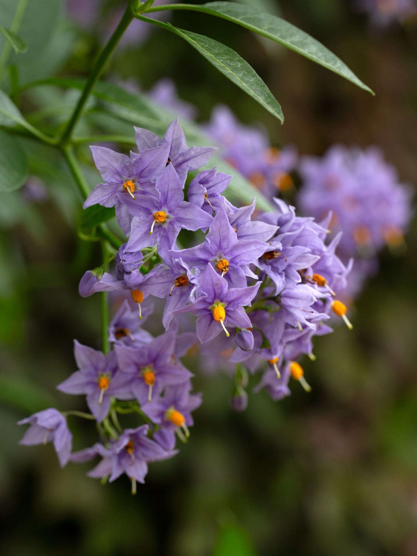 Closeup of flowers of Solanum crispum 'Glasnevin' in a garden in early summer