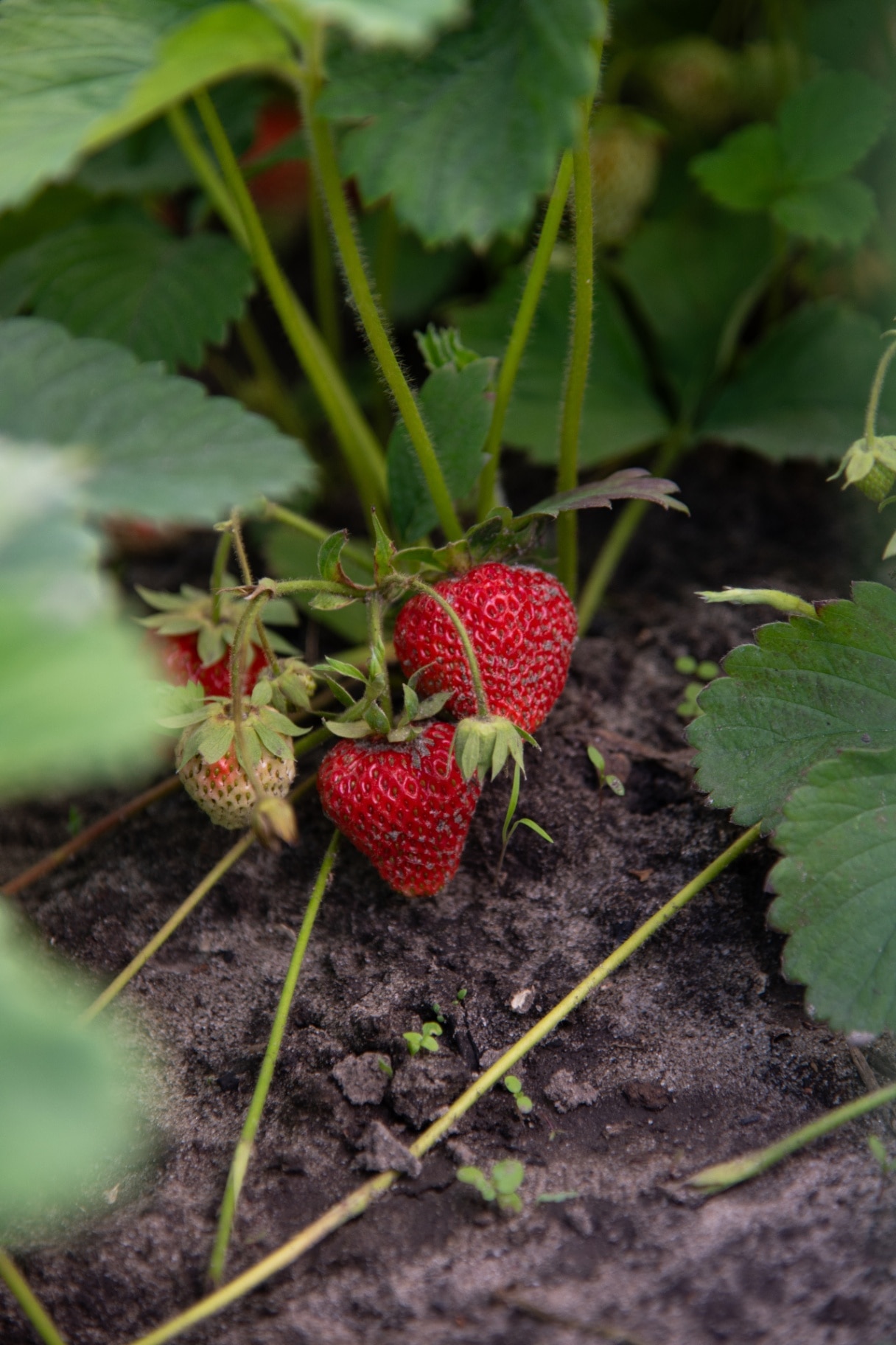 Strawberry growing in greenhouse close up. Green foliage, dark fertile soil particles. Beautiful red berries dangling from the stem. Maturing strawberry fruit. Summer food, taste of June.