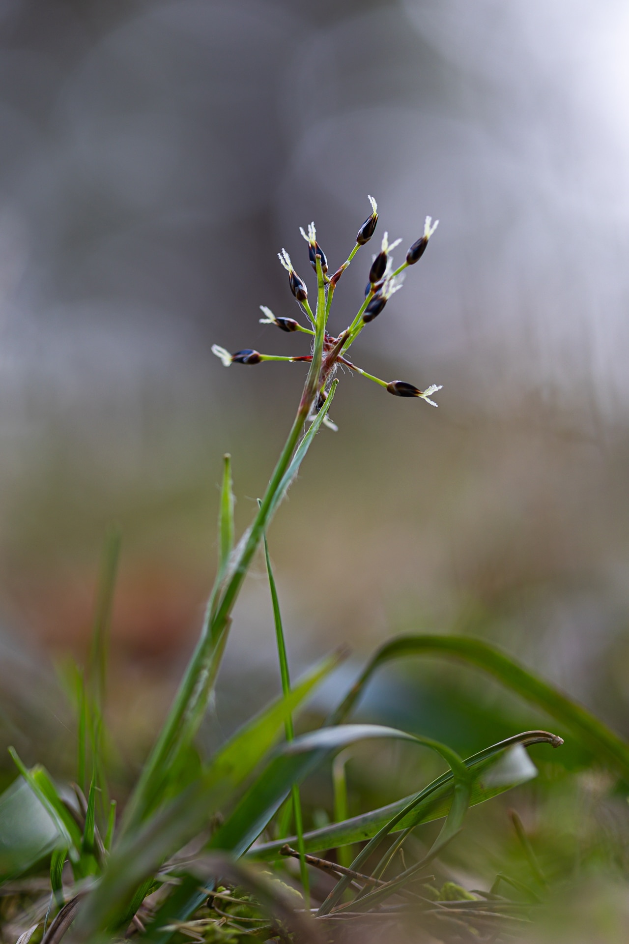 Beautiful small hairy wood-rush growing in the spring forest