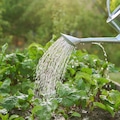 Close-up of watering can in hands watering beet plants
