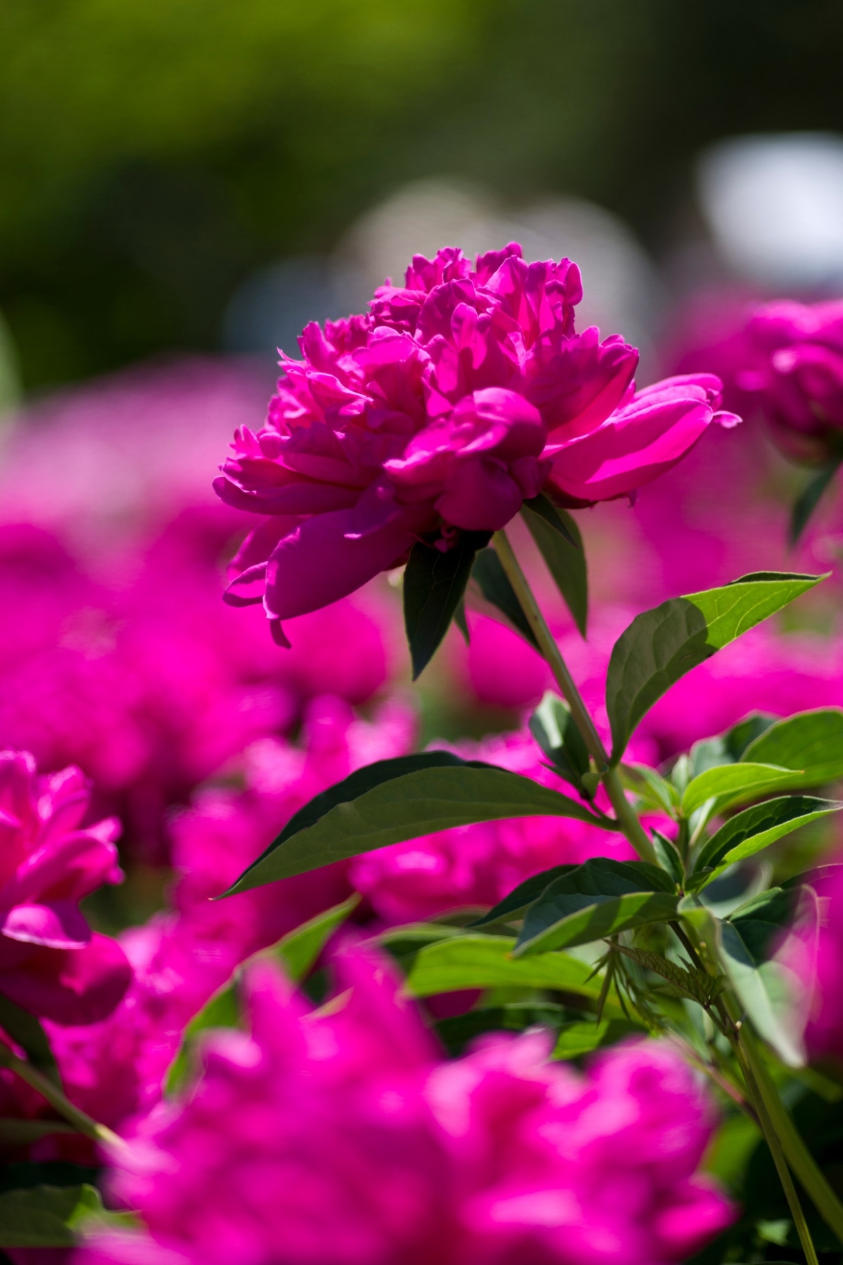 Pink peony flowers are in bloom in the peony garden