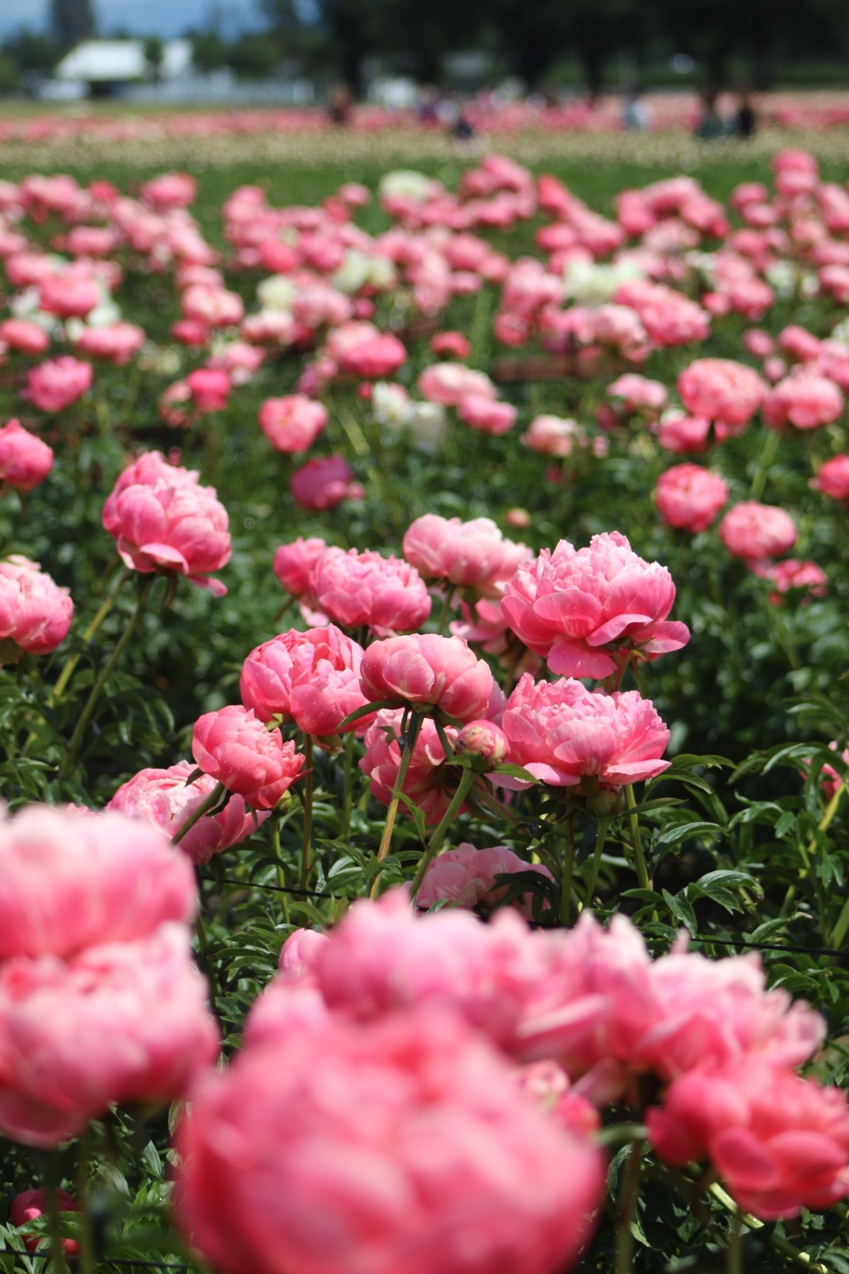 Pink Peony in a Field