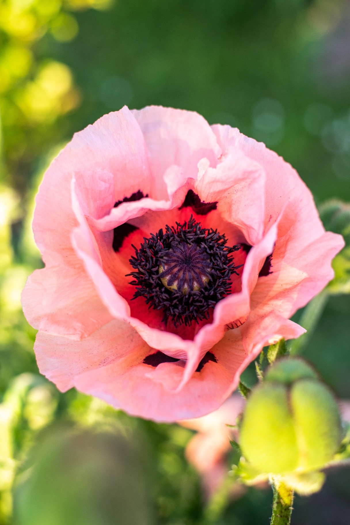 Delicate pink poppy with buds on a background of flower beds and green grass and background sun. Summer garden and nature.
