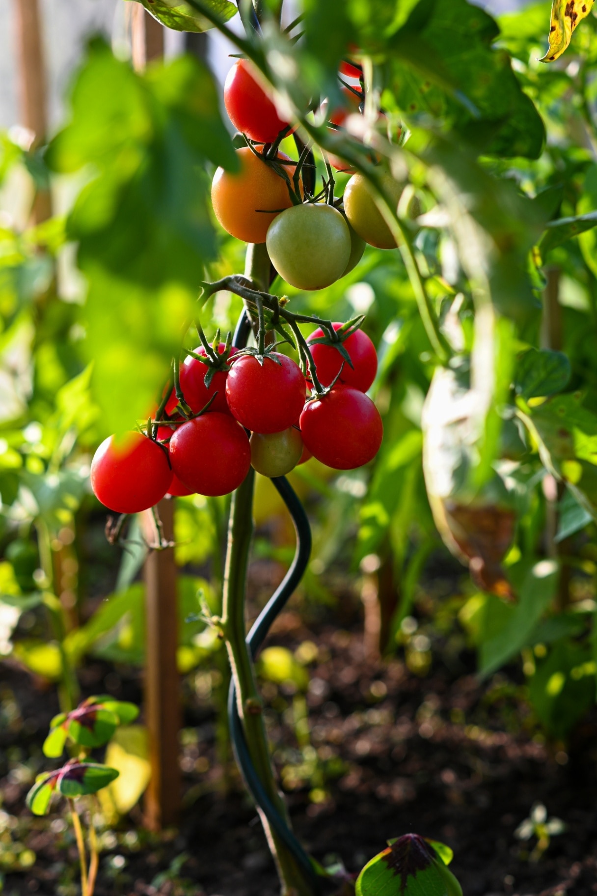 Cherry tomato plant with ripe and unripe tomatoes growing in a vegetable garden.