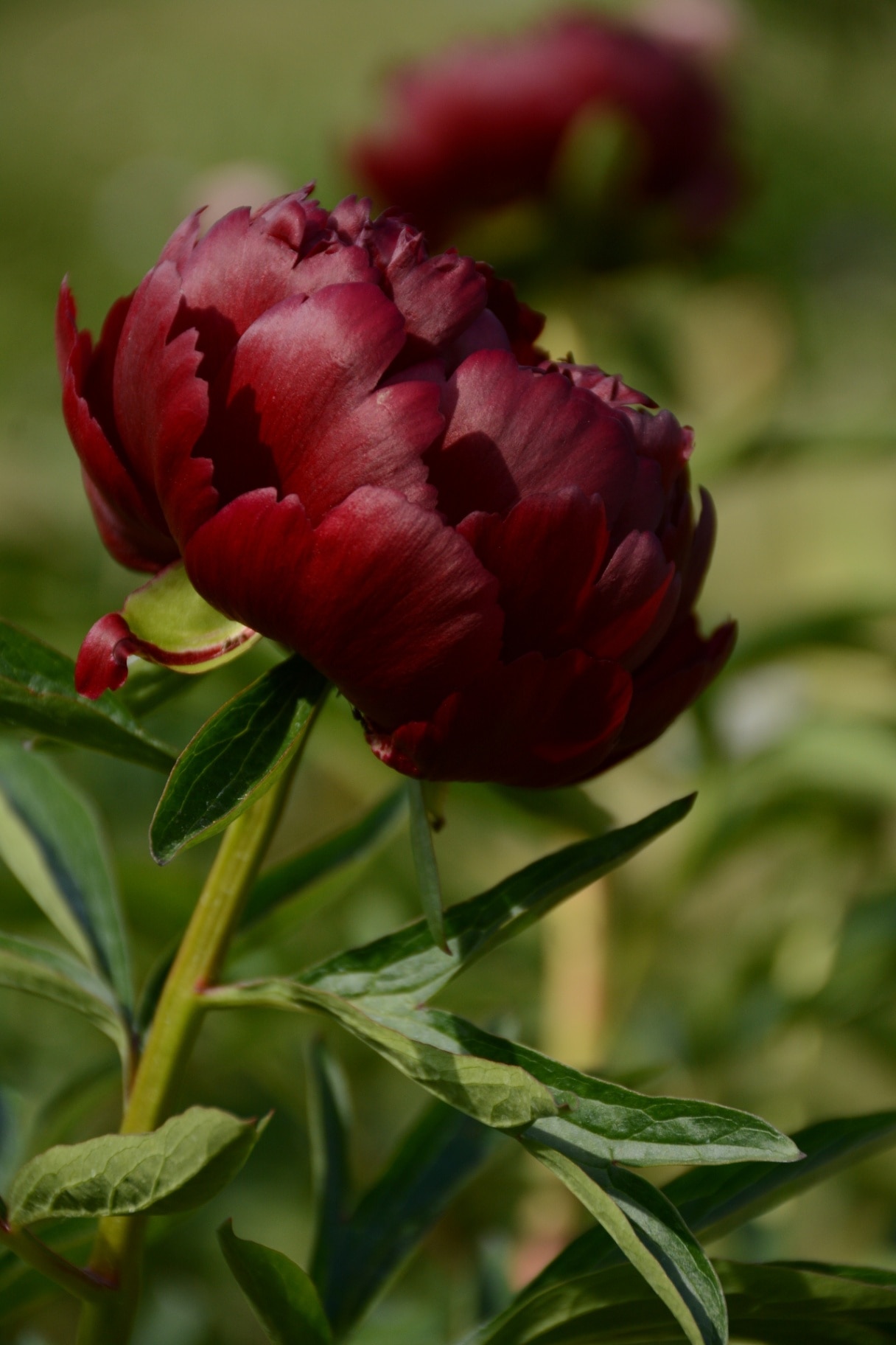 Dark red peony in the garden in summer closeup