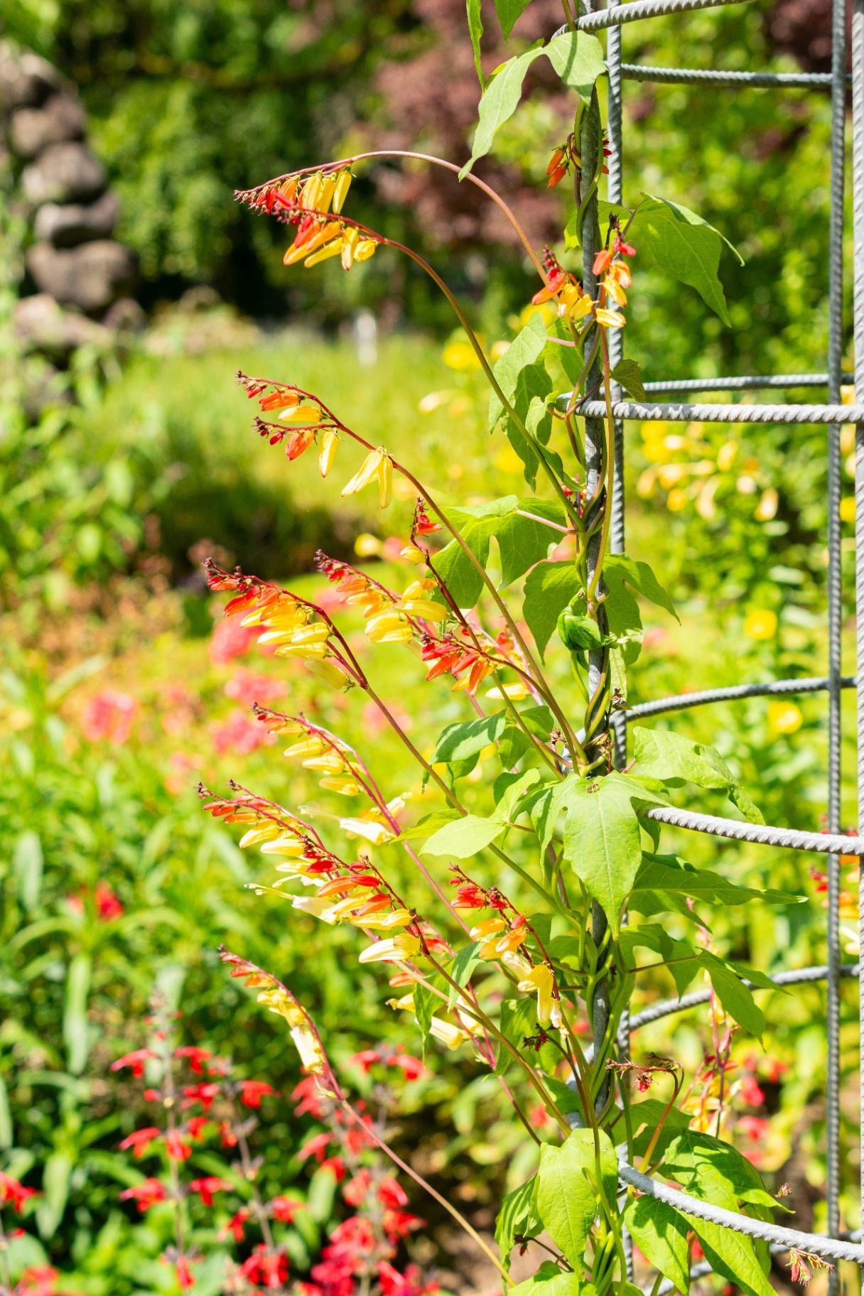 Ipomoea lobata