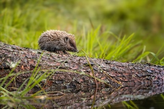 Hedgehog by lake