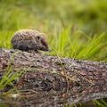 Hedgehog by lake