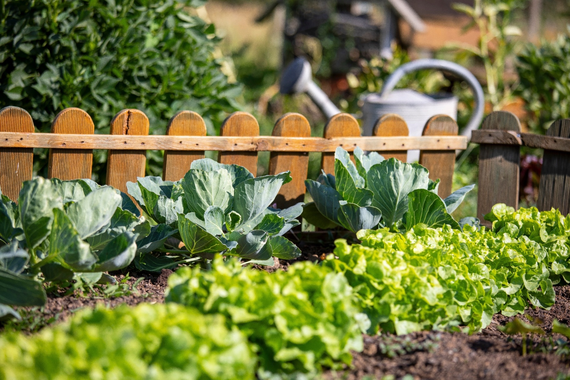 Nice and old vegetable garden and its vegetables in the spring