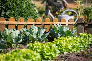 Nice and old vegetable garden and its vegetables in the spring
