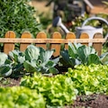 Nice and old vegetable garden and its vegetables in the spring
