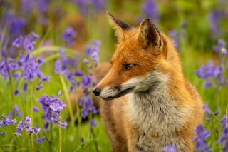 Fox amongst the bluebells
