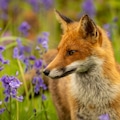 Fox amongst the bluebells 