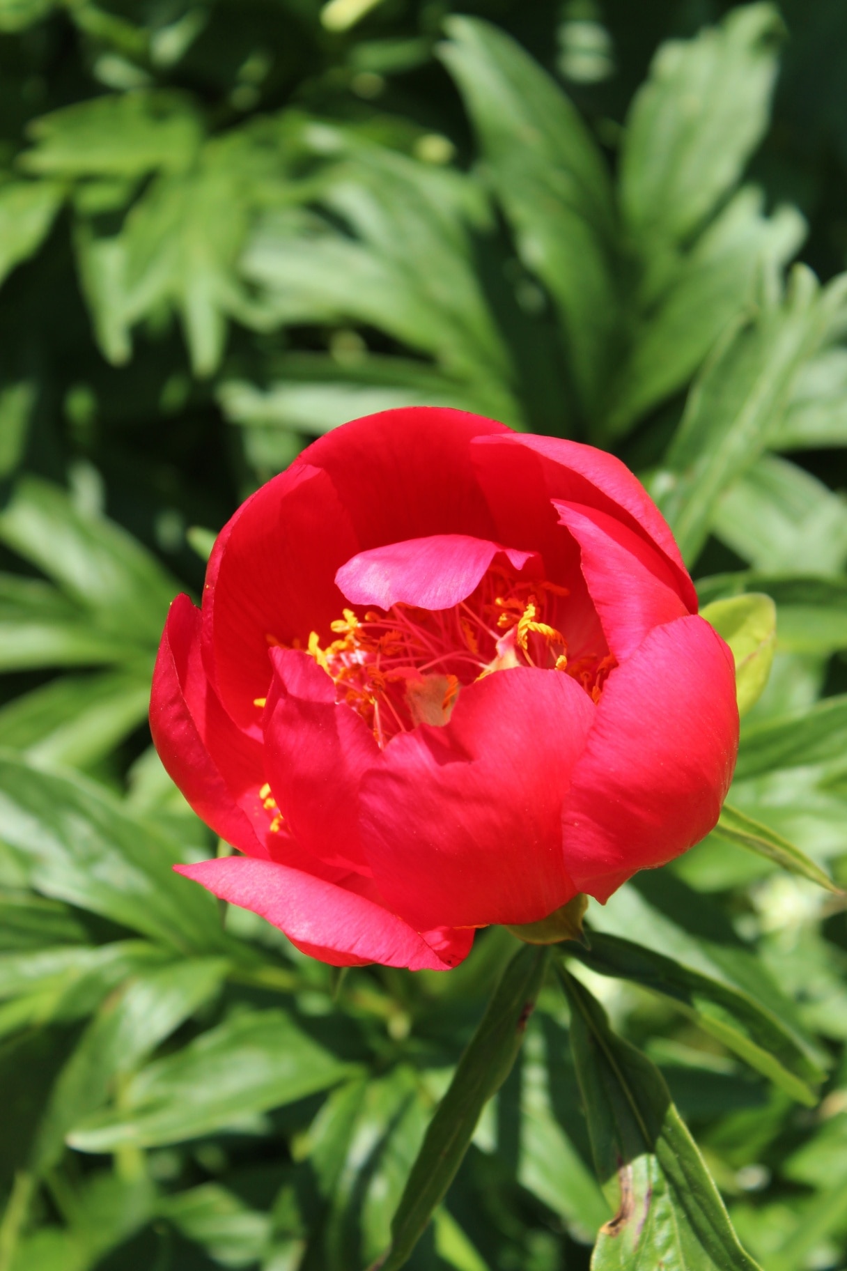 Paeonia peregrina 'Otto Freoebel', peony with red blossoms