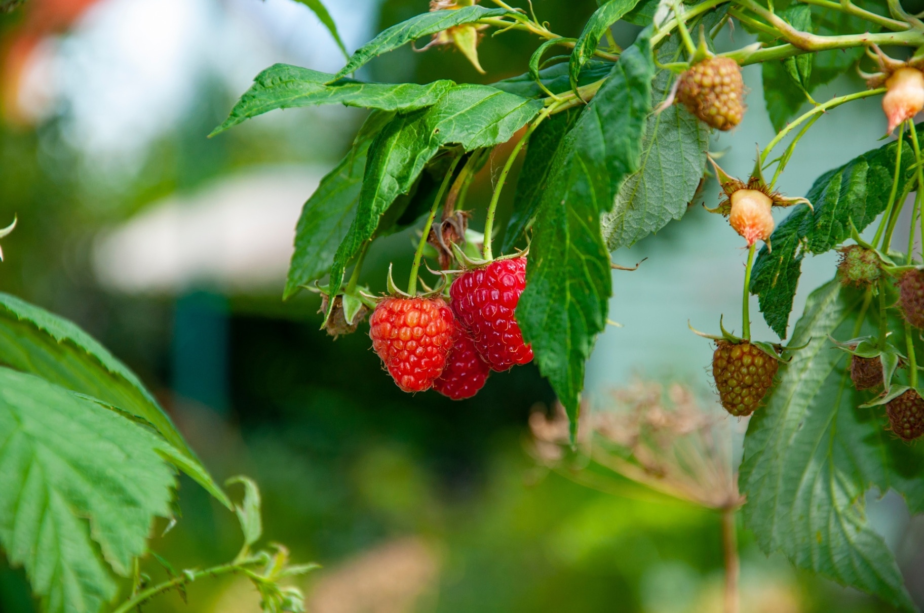 Fresh red ripe raspberries