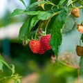 Fresh red ripe raspberries