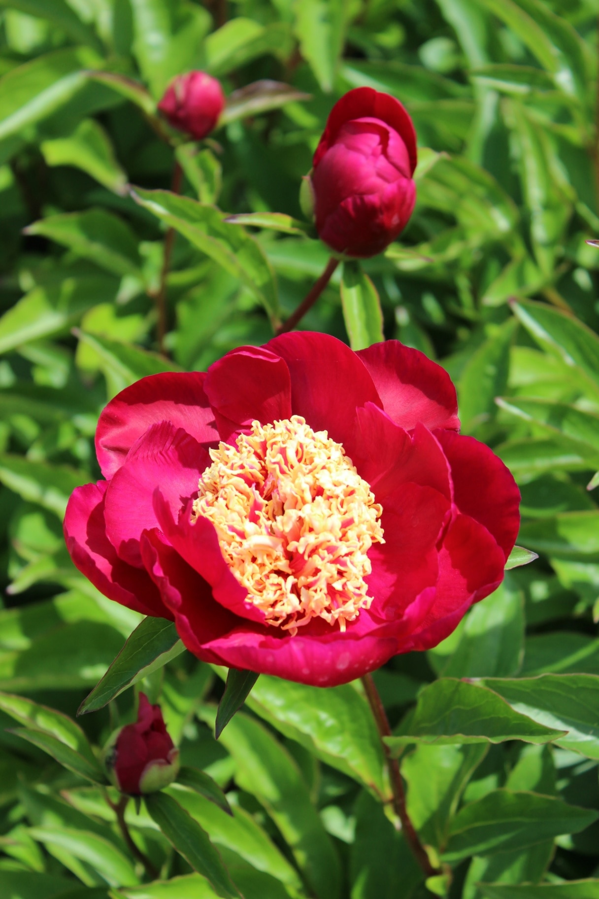 Paeonia Lact.-Grp. 'Sword Dance', peony with red blossoms