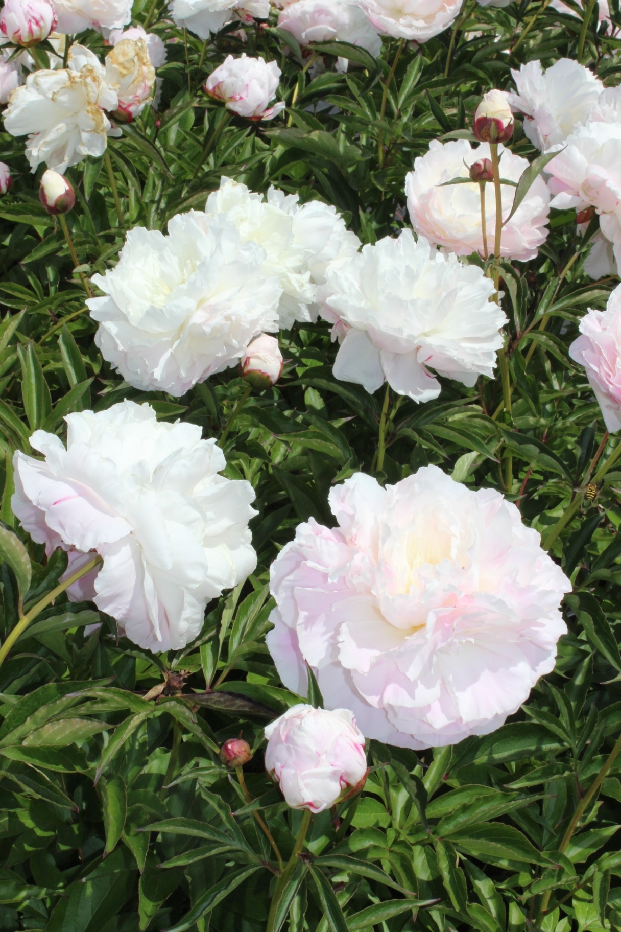 Paeonia Lact.-Grp. 'Shirley Temple', peony with double white blossoms