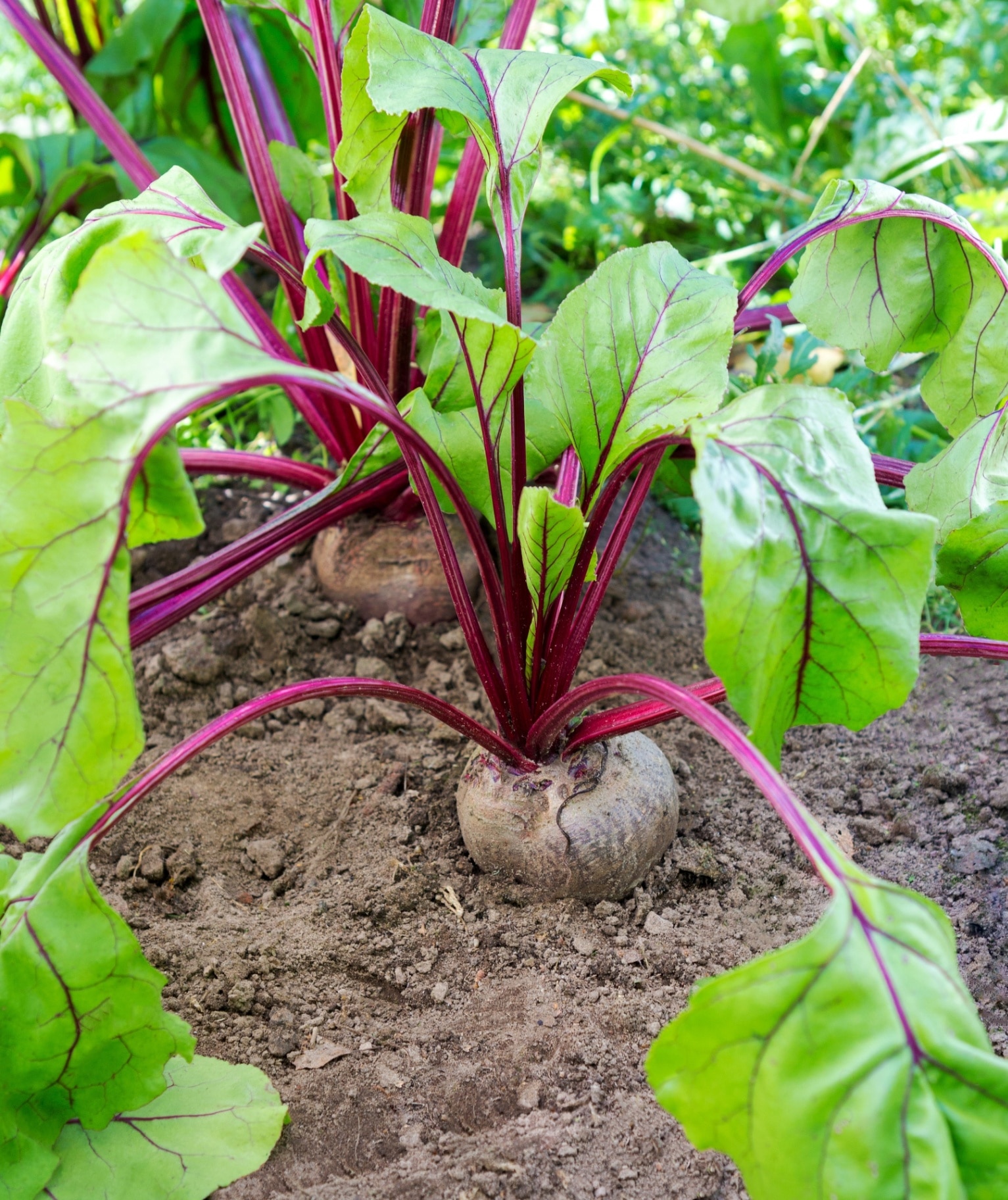 Beetroot plant. Fresh beetroot grows in the garden.